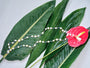 Chromatic Tide Pearl Necklace styled across tropical leaves and a red anthurium