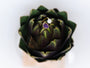 Gold-tone dyed silver-plated copper ring with amethyst and freshwater pearl